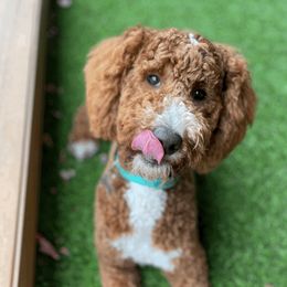 Double Doodles from Lionheart Doodles