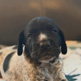 Louise - Black roan female German Shorthaired Pointer puppy in Hot Springs, Virginia from Thunder Mountain Gun Dogs