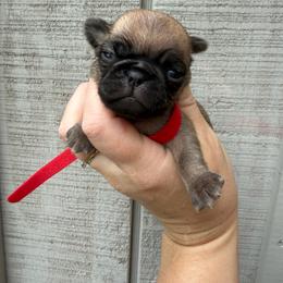 Alvin - Fawn male Pug puppy in Ludowici, Georgia from Royal Destiny Kennels
