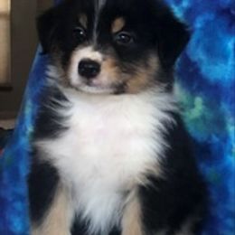 Australian Shepherd Puppies from Heartfire Aussies