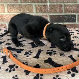 Leeloo - Black brindle female Dutch Shepherd puppy in Fayetteville, North Carolina from Iron Sight K9s