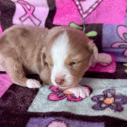 Red Merle - Red merle female Toy Australian Shepherd puppy in Stephenville, Texas from Rockin J Lil Aussies