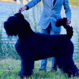 Dani - Black Russian Terrier