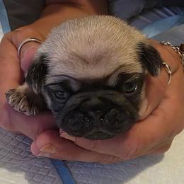 Red Collar - Fawn female Pug puppy in New Braunfels, Texas from Kex Pug Haus