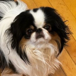 Tristan - Japanese Chin