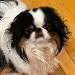 Tristan - Japanese Chin