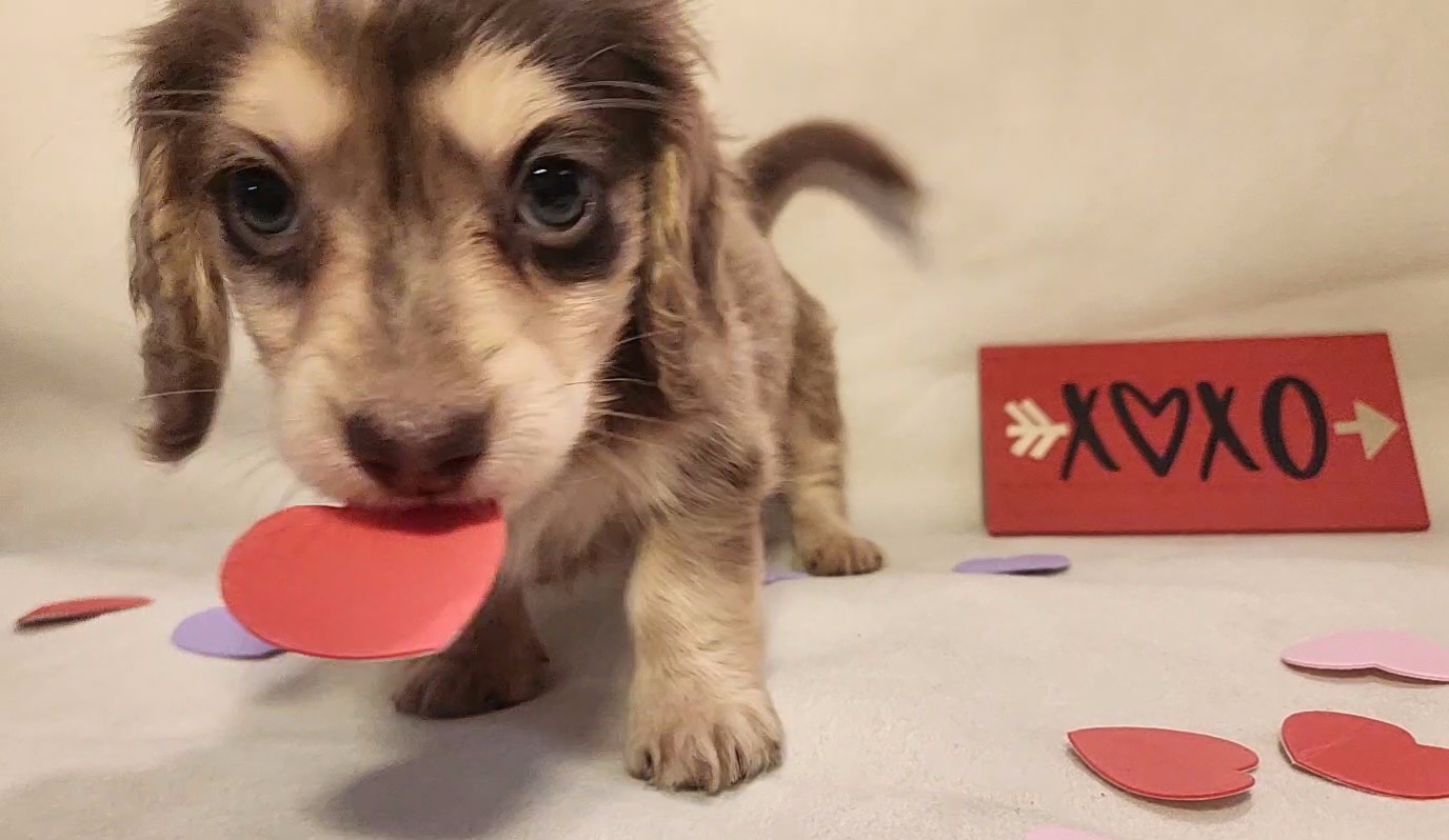 Dachshund Puppies from Katie Light