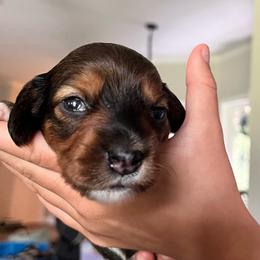 Luna - Fawn (isabella) and tan female Dachshund puppy in Aragon, Georgia from Daschunds Unlimited