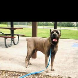 Kinh - Cane Corso