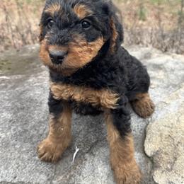 Miss Purple - Black and tan female Airedale Terrier puppy in Mooresville, North Carolina from Farm 55