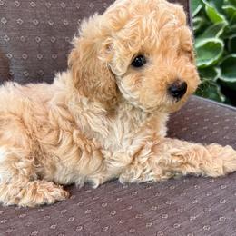 Princess Aurora - Apricot female Poodle puppy in Buffalo, New York from Babbling Clear Brook Puppies