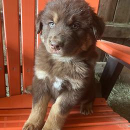 Joker - Red tri-color male Australian Shepherd puppy in Whitwell, Tennessee from Owl Hollow Farm