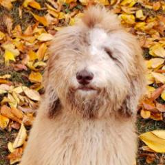 Aussiedoodles and Goldendoodles from Law Doodles of SC