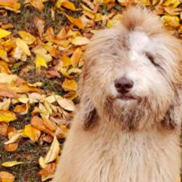 Aussiedoodles and Goldendoodles from Law Doodles of SC