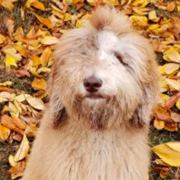 Aussiedoodles and Goldendoodles from Law Doodles of SC