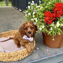 Cash - Red male Cavapoo puppy in Bozrah, Connecticut from Cedar Creek Farm