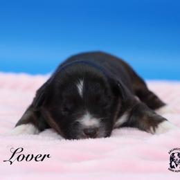 Lover - Black tri female Miniature Australian Shepherd puppy in Weeki Wachee, Florida from Arlington's Mini Aussies