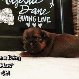 Great Dane and Shih Tzu Puppies from Empire Royalty and Majestic Dane
