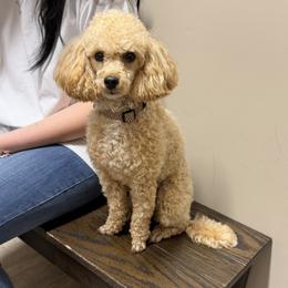 Charlotte - Poodle