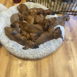 Rhodesian Ridgeback Puppies from Mountain Lion Ridgebacks