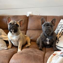 French Bulldog puppies from Lakeside Frenchies