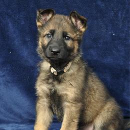 Stuffing - Sable female German Shepherd puppy in New Cambria, Missouri from Des Hausraben Shepherds