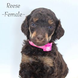 Reese - Phantom female Poodle puppy in Mount Sterling, Kentucky from Curly Country Poodles