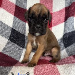 Boy 4 - Fawn male Boxer puppy in Cicero, New York from MK Boxer Haven of CNY