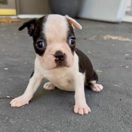 Dolly - Black and white female Boston Terrier puppy in Kentucky from Graceful Paws