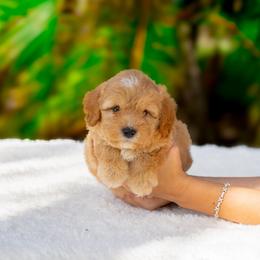Kaa - Apricot male Goldendoodle puppy in Fort Myers, Florida from Corgis & Doodles