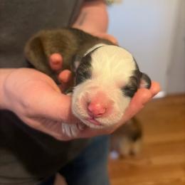 Boy 2 - White and red male Pembroke Welsh Corgi puppy in Chubbuck, Idaho from Sunny J Corgis and Mini Americans