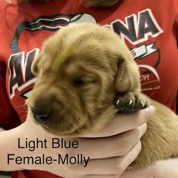 Girl 3 - Yellow female Labrador Retriever puppy in Eleva, Wisconsin from Dan's Labrador Retrievers