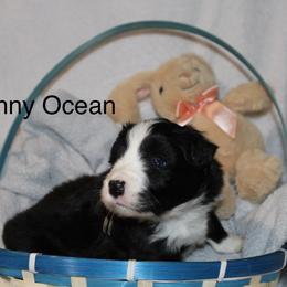 Danny Ocean - Black male Border Collie puppy in Crawfordsville, Indiana from Rescued Dreams Border Collies
