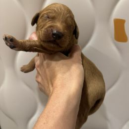 Gold Collar - Dark golden male Golden Retriever puppy in Turtlepoint, Pennsylvania from Allegheny River Retrievers