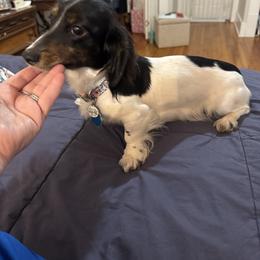 Penny - Dachshund