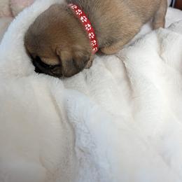 Christina's boy red - Fawn male Pug puppy in Vancouver, Washington from Swift Pugs