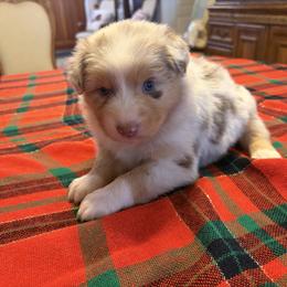 Girl 1 - female Australian Shepherd puppy in Esparto, California from Cutting Up Ranch  Australian Shepherds