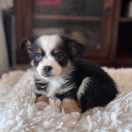 Miniature Australian Shepherd Puppies from Grace River Aussies