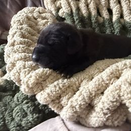 Red Collar - Black male Great Dane puppy in Surgoinsville, Tennessee from Mountain Valley Farm Great Danes
