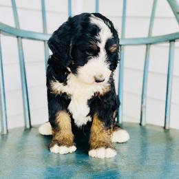 Aussiedoodle and Bernedoodle Puppies from North Mountain Doodles