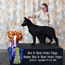 German Shepherd Puppies from Vom Cosabar