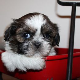 Girl 1 - Gold and white female Shih Tzu puppy in Craig, Colorado from Rocky Mountain Shih Tzus and Dry Creek Miniature Dachshunds