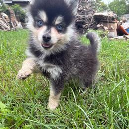 Smoki - Black and white female Pomsky puppy in Valparaiso, Indiana from Valparaiso Pomskys