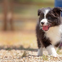 Border Collie Puppies from Balmoral Border Collies