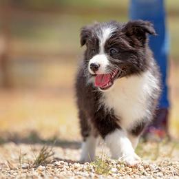 Border Collie Puppies from Balmoral Border Collies