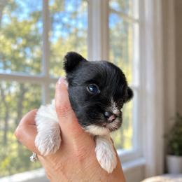 Male 1 - Light Blue - Parti male Yorkshire Terrier puppy in Phil Campbell, Alabama from MagnoliaYorkies