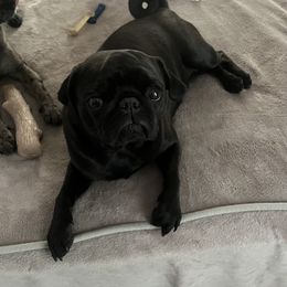 CoCo Chanel - Pug
