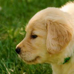 Golden Retriever Puppies from Huntleigh Goldens