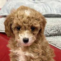 Starburst - Brown female Poodle puppy in Washington, Indiana from Sugarland Puppies