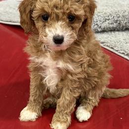 Starburst - Brown female Poodle puppy in Washington, Indiana from Sugarland Puppies